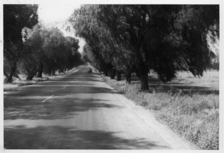 An Early View of Hamner Avenue